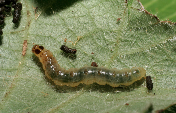 Fig.6 Vista dorsal, <i>Rhectocraspeda periusalis</i>, (Crambidae). Se colectó 28 de Marzo 2008 Sector Pitilla, Manguera, 470mts. (08-SRNP-31079-DHJ438809.jpg.).