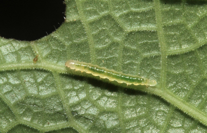 Fig.8 Vista lateral, <i>Rhectocraspeda periusalis</i> (Crambidae). Se colectó 02 de Febrero 2013 Sector Rain Forest, Sendero annona, mide 10mm, 405mts. (13-SRNP-40728-DHJ707630.jpg.).
