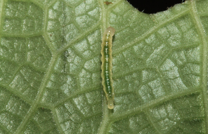 Fig.9 Vista dorsal, <i>Rhectocraspeda periusalis</i>, (Crambidae). Se colectó 02 de Febrero 2013 Sector Rain Forest, Sendero annona, mide 10mm, 405mts. (13-SRNP-40728-DHJ707632.jpg).