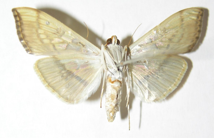 Fig.4 Adulto <i>Micromartinia mnemusalis</i>, mostrando la parte ventral.Voucher: 03-SRNP-12813-DHJ345915.