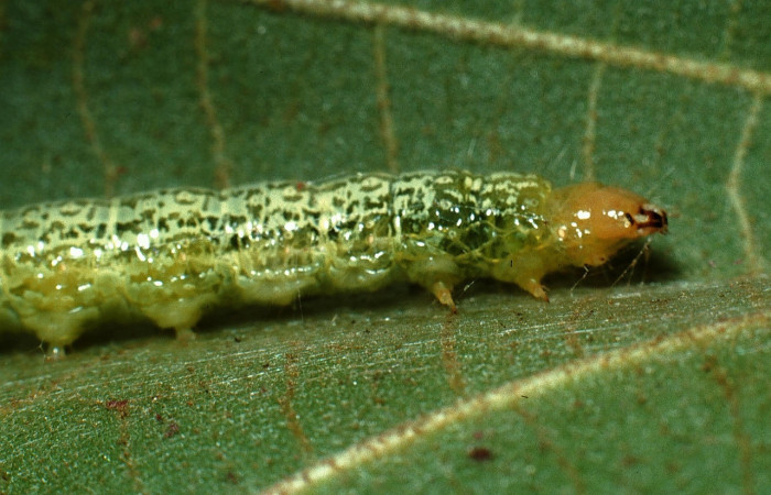 Fig. 6 Larva <i>Micromartinia mnemusalis</i>, mostrando la parte cabeza tórax. Voucher: 03-SRNP-12700-DHJ76191.jpg.