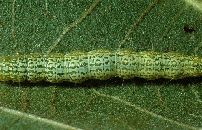 Fig. 7 Larva <i>Micromartinia mnemusalis</i>, mostrando la parte dorsal entero. Voucher: 03-SRNP-12700-DHJ76197.jpg.