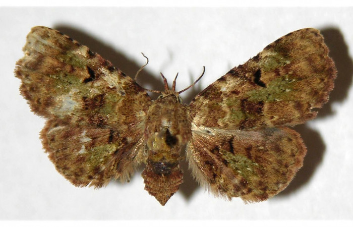 Figura 15. Adulto de <i>Metalectra</i> Poole10DHJ01 (Erebidae). Vista dorsal, 27 mm de longitud. Voucher: 01-SRNP-7373-DHJ321938.jpg.