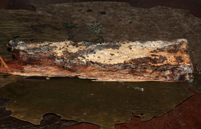 Figura 4. Habitat larva de <i>Metalectra</i> Poole10 (Erebidae). Visto lateral del hongo. Un pedacito de madera donde esta creciendo el hongo. Voucher: 19-SRNP-30964-DHJ765287.jpg. Foto: Freddy Antonio Quesada 25 junio 2019.