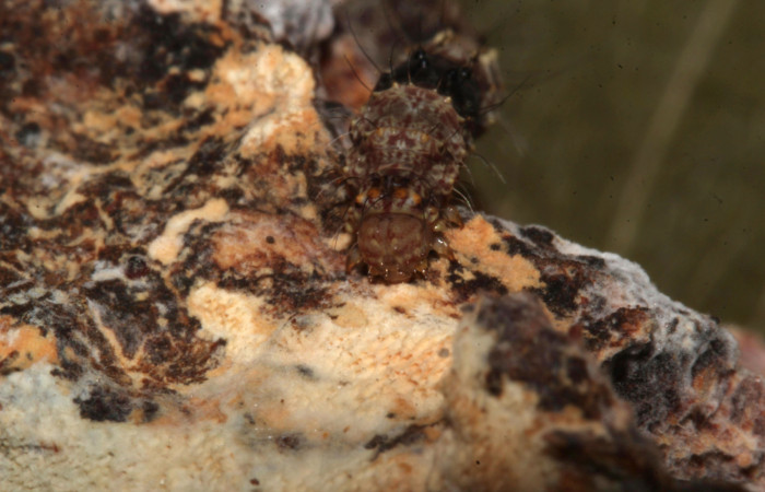 Figura 10. Larva de <i>Metalectra</i> Poole10 (Erebidae). Cabeza de frente, penúltimo estadio 21 mm. Voucher: 19-SRNP-30964-DHJ765297.jpg.   Foto: Freddy Antonio Quesada 25 junio 2019.