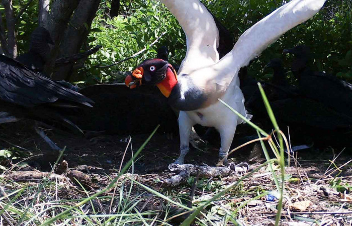 06 de agosto de 2018
Playa Nancite, Sector Santa Rosa
Fotografía: Cámara trampa, Luis Fonseca