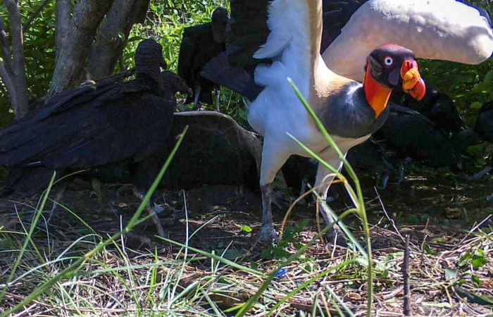 Zopilote Rey <i>Sarcoramphus papa</i>