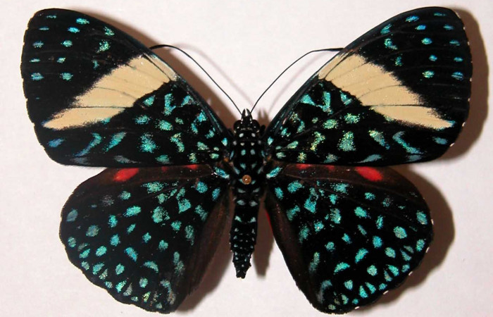 Figura 7. Adulto de <i>Hamadryas saurites</i> (Nymphalidae), hembra, vista dorsal, localidad Rio Blanco Abajo, Sector San Cristobal ACG (500m). Voucher: 02-SRNP-2830-DHJ34750.jpg.