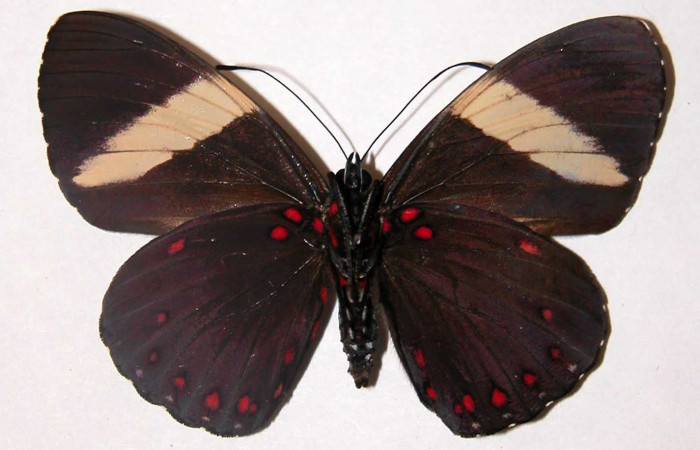 Figura 8. Adulto de <i>Hamadryas saurites</i> (Nymphalidae), hembra, vista ventral, localidad Rio Blanco Abajo, Sector San Cristobal ACG (500m). Voucher: 02-SRNP-2830-DHJ34751.jpg.