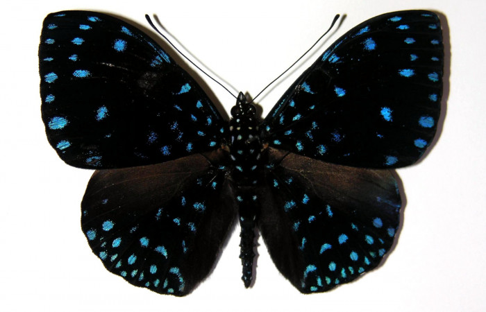 Figura 9. Adulto de <i>Hamadryas saurites</i> (Nymphalidae), macho, vista dorsal, localidad Rio Blanco Abajo, Sector San Cristobal ACG (500m). Voucher: 03-SRNP-34487-DHJ96776.jpg.