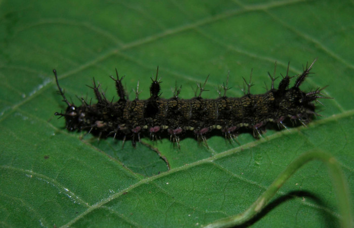 Figura 15. Larva <i>Hamadryas farinulenta</i> (Nymphalidae), último estadío (U), vista lateral, localidad Pasmompa, Sector Pitilla ACG (440m). Voucher: 05-SRNP-30483-DHJ405638.jpg.