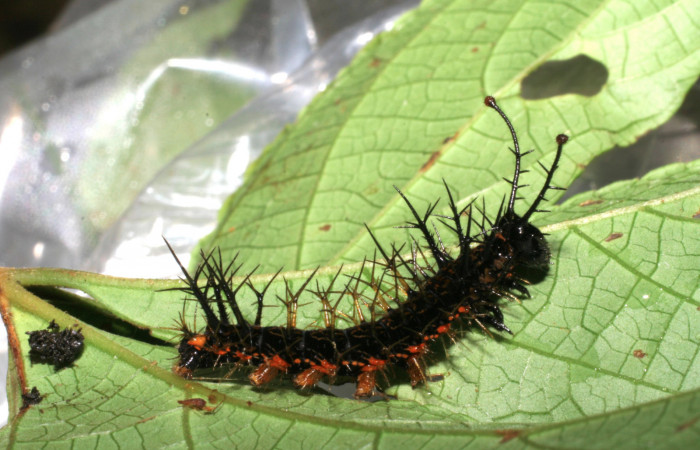 Figura 11. Larva <i>Hamadryas guatemalena</i> (Nymphalidae), penúltimo estadío (PU), vista lateral, localidad Pasmompa, Sector Pitilla ACG (440m). Voucher: 05-SRNP-32854-DHJ404987.jpg.