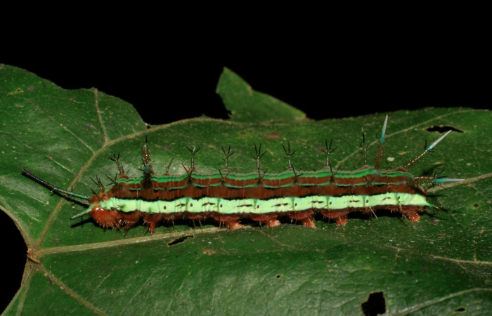 Figura 4. Larva <i>Hamadryas saurites</i> (Nymphalidae), último estadío (U), vista lateral, localidad Puente Mena, Sector Del Oro ACG (280m). Voucher: 06-SRNP-22450-DHJ424799.jpg.