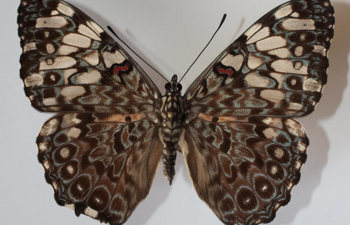 Figura 17. Adulto de <i>Hamadryas farinulenta</i> (Nymphalidae), vista dorsal, localidad Vuelta Peligrosa, Sector El Hacha ACG (280m). Voucher: 12-SRNP-22044-DHJ583670.jpg.