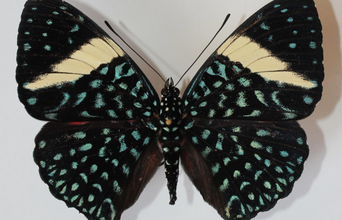 Figura 1. Adulto de <i>Hamadryas saurites</i> (Nymphalidae), vista dorsal, localidad Medrano, Sector Pitilla ACG (380m). Voucher: 12-SRNP-70466-DHJ583664.jpg.