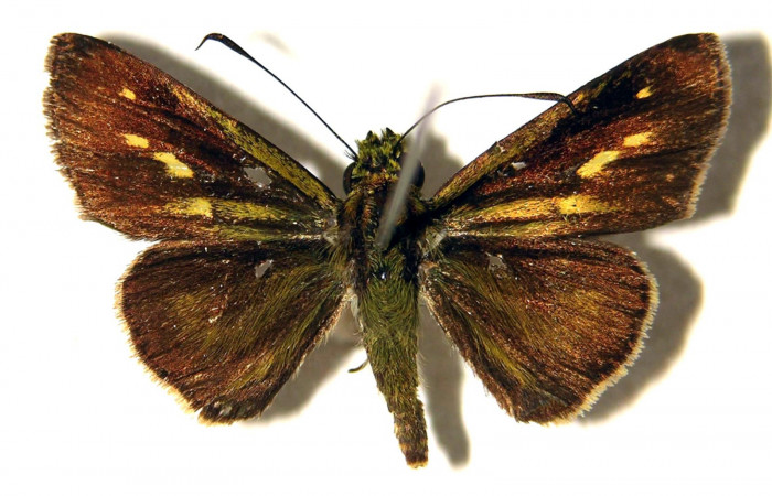 Figura 10. Adulto de <i>Parphorus decora</i> (Hesperiidae), macho vista dorsal, localidad Guacimos Sector Del Oro ACG (380m). Voucher: 02-SRNP-5335-DHJ92006.jpg.