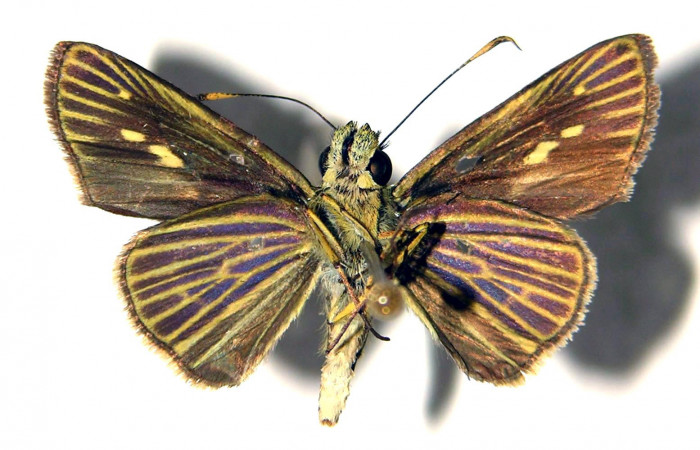 Figura 11. Adulto de <i>Parphorus decora</i> (Hesperiidae), macho vista ventral, localidad Guacimos Sector Del Oro ACG (380m). Voucher: 02-SRNP-5335-DHJ92007.jpg.