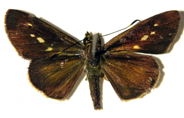 Figura 12. Adulto de <i>Parphorus decora</i> (Hesperiidae), hembra vista dorsal, localidad Bosque Húmedo Sector Santa Rosa ACG (290m). Voucher: 03-SRNP-26292-DHJ92008.jpg.