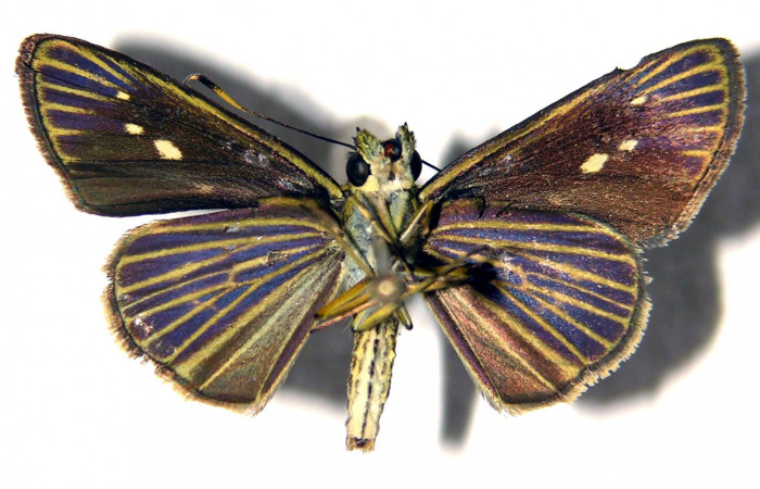 Figura 13. Adulto de <i>Parphorus decora</i> (Hesperiidae), hembra vista ventral, localidad Bosque Húmedo Sector Santa Rosa ACG (290m). Voucher: 03-SRNP-26292-DHJ92009.jpg.