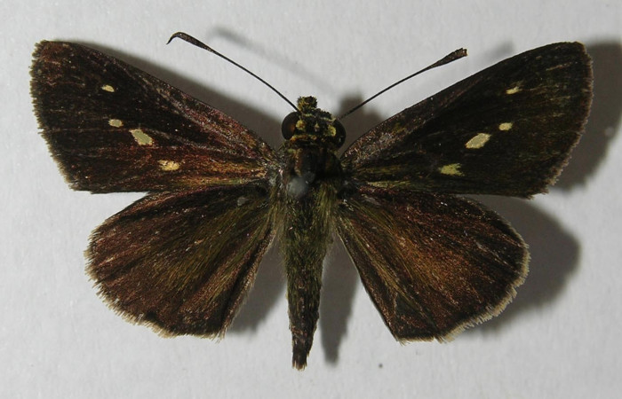 Figura 1. Adulto de <i>Parphorus decora</i> (Hesperiidae), vista dorsal, localidad Animas Sector El Hacha ACG (195m). Voucher: 12-SRNP-21978-DHJ569614.jpg.