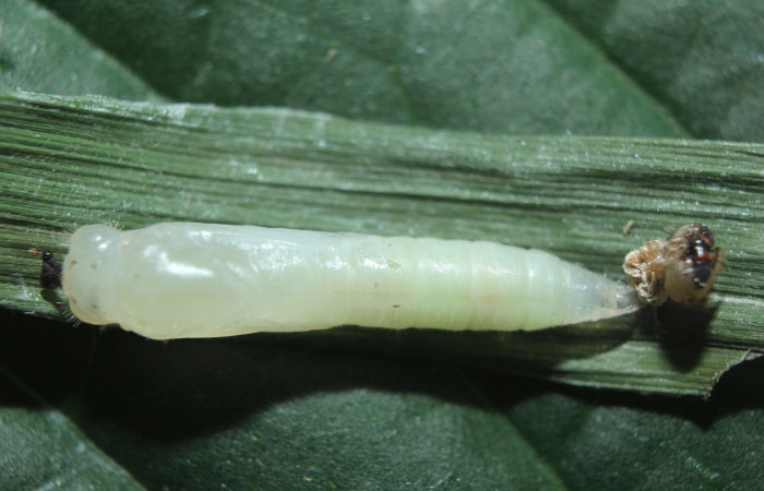 Figura 9. Pupa de <i>Parphorus decora</i> (Hesperiidae), vista dorsal, localidad Medrano Estación Biológica Quica Sector Pitilla ACG (380m). Voucher: 15-SRNP-70949-DHJ727415.jpg.