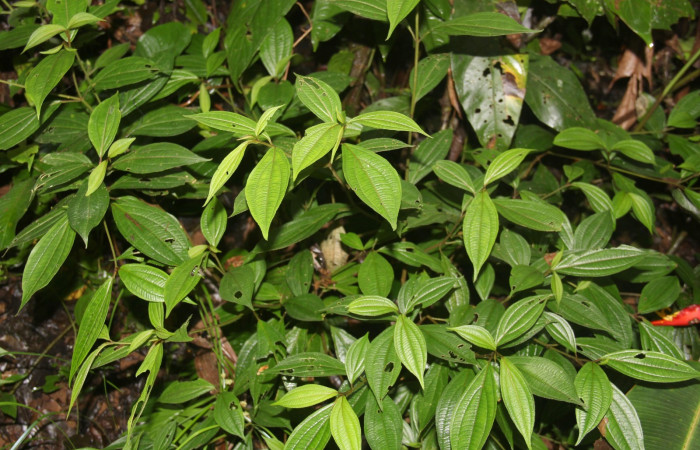 Brotes  <i>Henriettea tuberculosa</i>  planta hospedera de <i> Antiblemma herilis,</i>