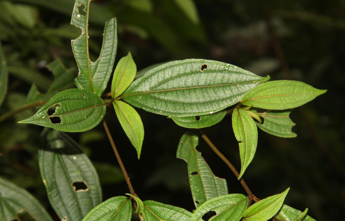 Haz de   <i>Henriettea tuberculosa</i>  planta hospedera de <i> Antiblemma herilis,</i>