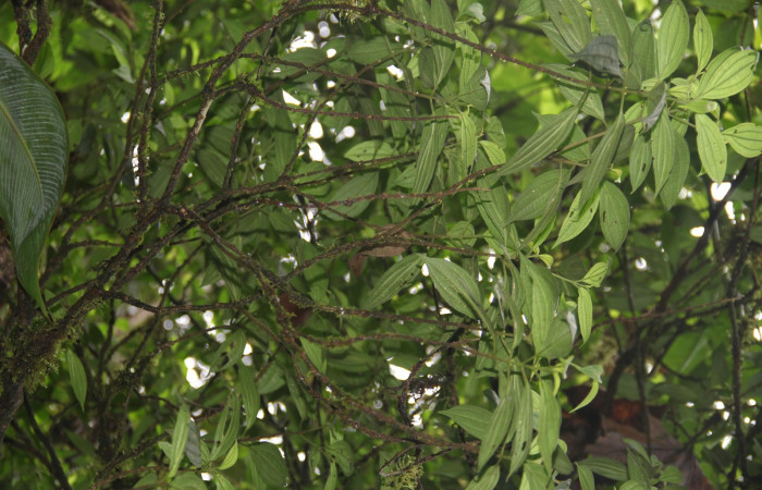 Hábito de copas <i>Henriettea tuberculosa</i>  planta hospedera de <i> Antiblemma herilis,</i>
