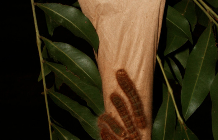 Figura 2. Casita de seda de <i>Titya synoecura</i> (Lasiocampidae), vista dorsal, localidad Calma Estación Biológica Quica, Sector Pitilla ACG (412m). Voucher: 13-SRNP-70767-DHJ702422.jpg.