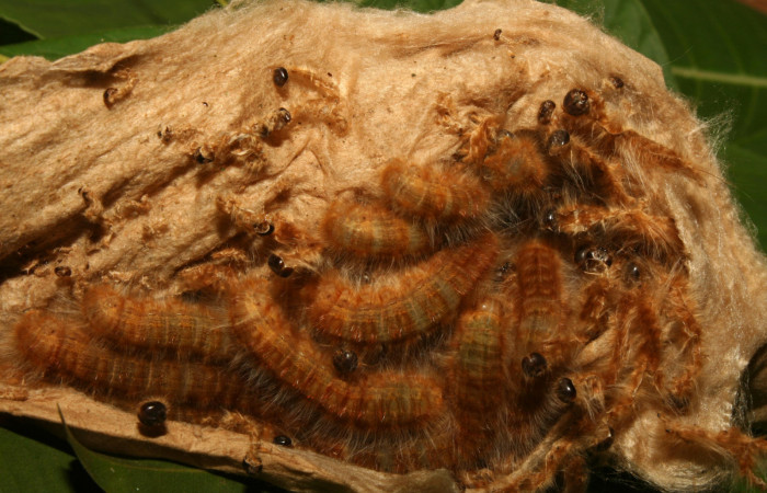 Figura 3. Larvitas <i>Titya synoecura</i> (Lasiocampidae), penúltimo estadio (PU) vista dorsal, localidad Calma Estación Biológica Quica, Sector Pitilla ACG (412m). Voucher: 13-SRNP-70768-DHJ702453.jpg.