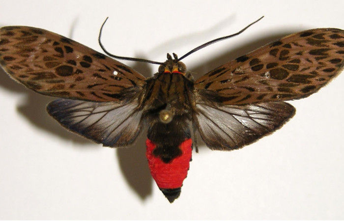Figura 6. Adulto de <i>Eucereon pseudarchias</i> (Erebidae), macho vista dorsal, localidad Quebrada Raíz Sector Del Oro ACG (280m). Voucher: 02-SRNP-27396-DHJ94182.jpg.