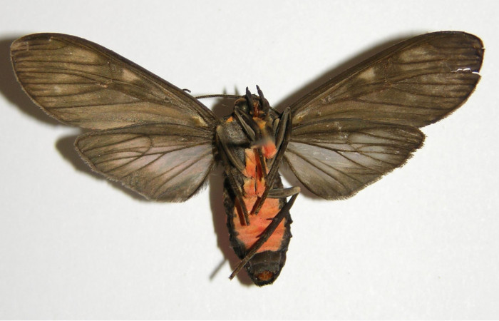 Figura 9. Adulto de <i>Eucereon pseudarchias</i> (Erebidae), hembra vista ventral, localidad Quebrada Raíz Sector Del Oro ACG (280m). Voucher: 02-SRNP-27399-DHJ94181.jpg.