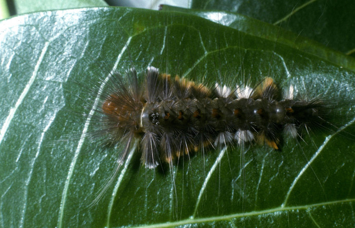 Figura 18. Larva <i>Eucereon latifascia</i> (Erebidae), vista dorsal, localidad Area Administrativa Sector Santa Rosa ACG (295m). Voucher: 04-SRNP-13794-DHJ86429.jpg.