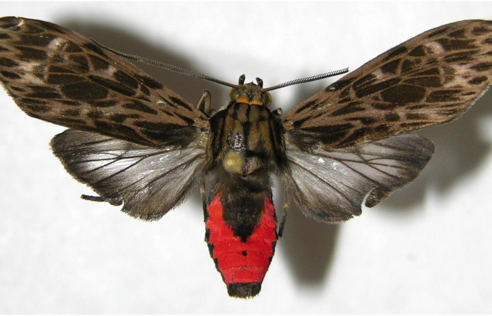 Figura 20. Adulto de <i>Eucereon latifascia</i> (Erebidae), vista dorsal, localidad Piedrona Sector Brasilia ACG (340m). Voucher: 07-SRNP-65626-DHJ380600.jpg.