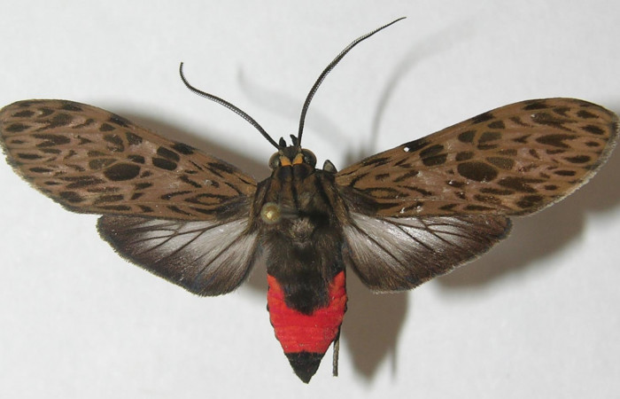 Figura 1. Adulto de <i>Eucereon pseudarchias</i> (Erebidae), vista dorsal, localidad Camino Porvenir Sector Rincón Rain Forest ACG (383m). Voucher: 10-SRNP-42586-DHJ538096.jpg.