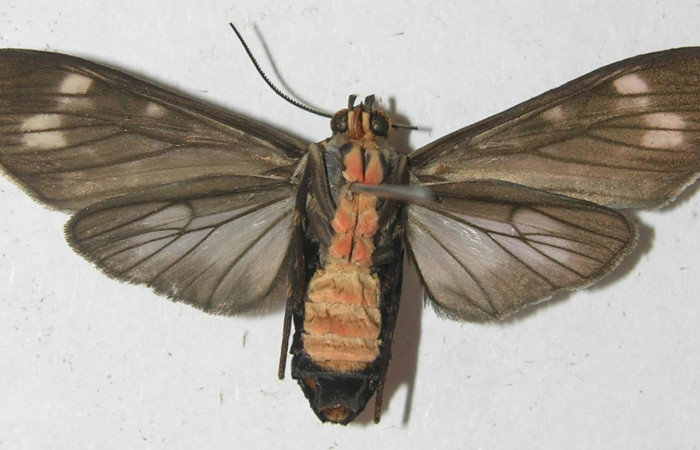 Figura 21. Adulto de <i>Eucereon latifascia</i> (Erebidae), vista ventral, localidad Malaguenya Sector Rincón Rain Forest ACG (221m). Voucher: 10-SRNP-67645-DHJ537997.jpg.