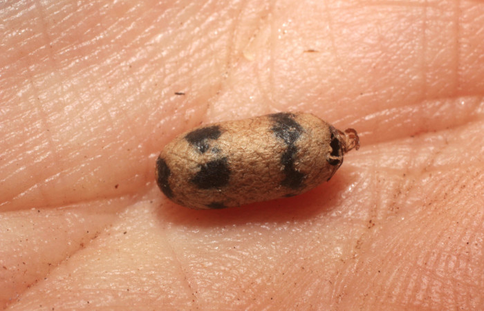 Figura 11. Restos de parásito <i>Casinaria</i> Cas-04/09DHJ01 (Ichneumonidae) que ataca <i>Eucereon pseudarchias</i> (Erebidae), localidad Estación San Gerardo Sector San Cristóbal ACG (575m). Voucher: 11-SRNP-2778-DHJ800486.jpg.