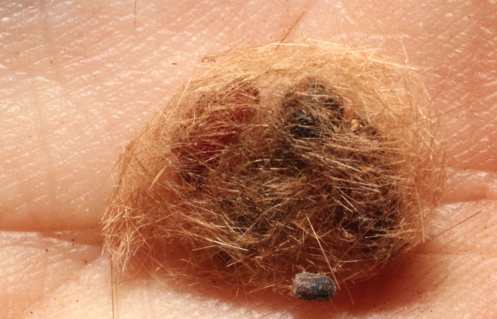 Figura 12. Restos de puparios de parásitos <i>Lespesia aletiae</i> (Tachinidae) que ataca <i>Eucereon pseudarchias</i> (Erebidae), localidad Casona Santa Rosa Sector Santa Rosa ACG (295m). Voucher: 12-SRNP-12494-DHJ802340.jpg.