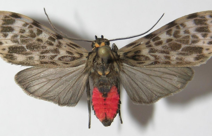 Figura 16. Adulto de <i>Eucereon aeolum</i> (Erebidae), vista dorsal, localidad Quebrada García Sector San Cristóbal ACG (495m). Voucher: 12-SRNP-487-DHJ579736.jpg.