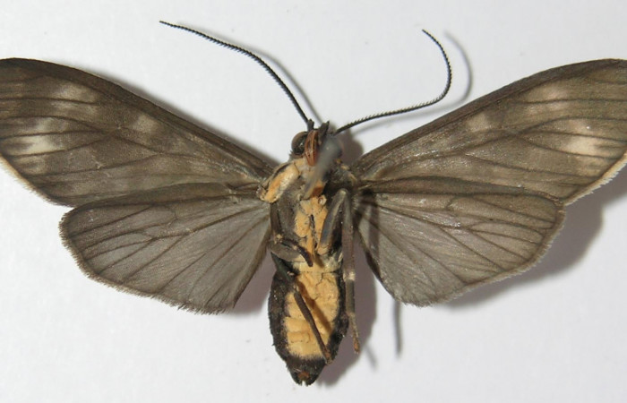 Figura 17. Adulto de <i>Eucereon aeolum</i> (Erebidae), vista ventral, localidad Quebrada García Sector San Cristóbal ACG (495m). Voucher: 12-SRNP-490-DHJ579731.jpg.