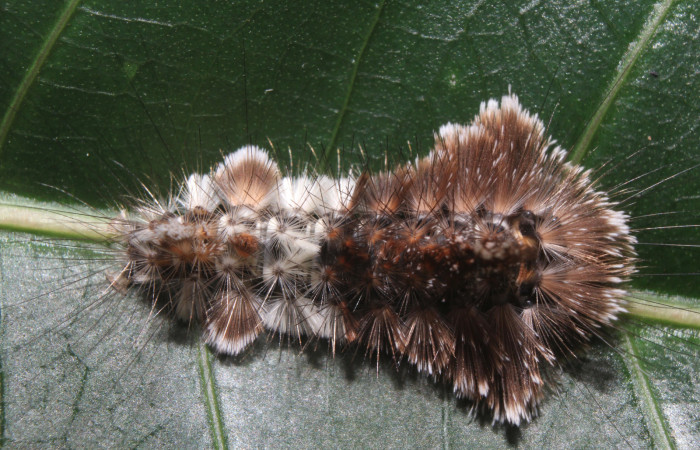 Figura 3. Larva <i>Eucereon pseudarchias</i> (Erebidae) último estadío (U) vista dorsal, localidad Bullas Estación Quica Sector Pitilla ACG (440m). Voucher: 18-SRNP-70037-DHJ741581.jpg.
