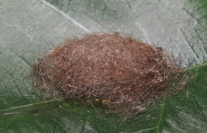 Figura 4. Capullo de <i>Eucereon pseudarchias</i> (Erebidae), vista lateral, localidad Bullas Estación Quica Sector Pitilla ACG (440m). Voucher: 18-SRNP-70037-DHJ741583.jpg.