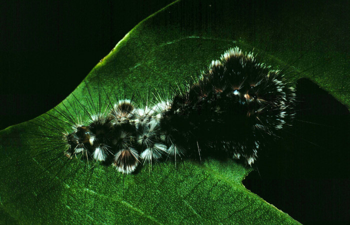 Figura 19. Larva <i>Eucereon latifascia</i> (Erebidae), vista dorsal, localidad Laguna Escondida Sector Santa Rosa ACG (285m). Voucher: 90-SRNP-917-DHJ12633.jpg.
