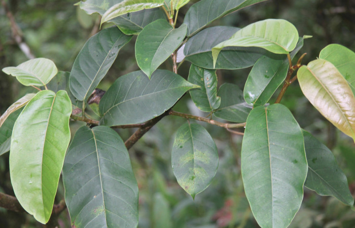 Figura 22. Planta hospedera de <i>Eucereon pseudarchias</i> (Erebidae), planta llamada <i>Ficus citrifolia</i> (Moraceae), localidad Estación Quica Sector Pitilla ACG (470m), foto: Ricardo Calero 15 Febrero 2018.