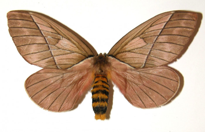 Figura 9. Adulto de <i>Pseudodirphia regia</i> (Saturniidae), hembra vista dorsal, localidad San Lucas, Sector Rincón Rain Forest ACG (320m). Voucher: 04-SRNP-42286-DHJ303676.jpg.