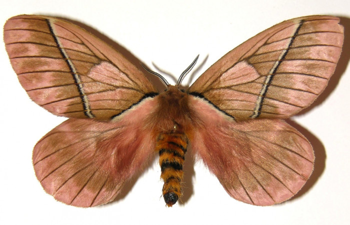 Figura 1. Adulto de <i>Pseudodirphia regia</i> (Saturniidae), vista dorsal, localidad San Lucas, Sector Rincón Rain Forest ACG (490m). Voucher: 04-SRNP-42297-DHJ303670.jpg.