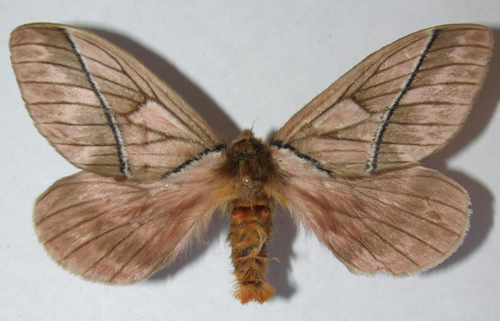 Figura 11. Adulto de <i>Pseudodirphia regia</i> (Saturniidae), macho vista dorsal, localidad Gallinazo, Brasilia (360m). Voucher: 12-SRNP-65042-DHJ563036.jpg.