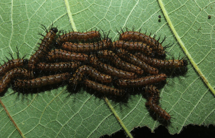 Figura 2. Larvitas <i>Pseudodirphia regia</i> (Saturniidae), segundo estadío (II) vista dorsal, localidad Bullas, Estación Biológica Quica Sector Pitilla ACG (440m). Voucher: 14-SRNP-71690-DHJ723991.jpg.