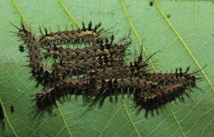 Figura 3. Larvas <i>Pseudodirphia regia</i> (Saturniidae), tercer estadío (PPU) vista dorsal, localidad Bullas, Estación Biológica Quica Sector Pitilla ACG (440m). Voucher: 14-SRNP-71690-DHJ726010.jpg.