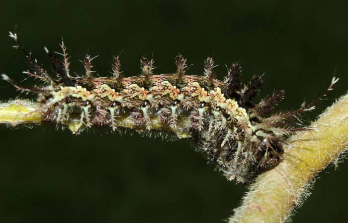 Figura 4. Larva <i>Pseudodirphia regia</i> (Saturniidae), penúltimo estadío (PU) vista dorsal, localidad Bullas, Estación Biológica Quica Sector Pitilla ACG (440m). Voucher: 14-SRNP-71690-DHJ726019.jpg.